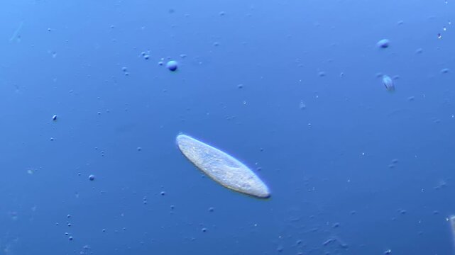 Paramecium and other microorganisms under the microscope at 100x Magnification