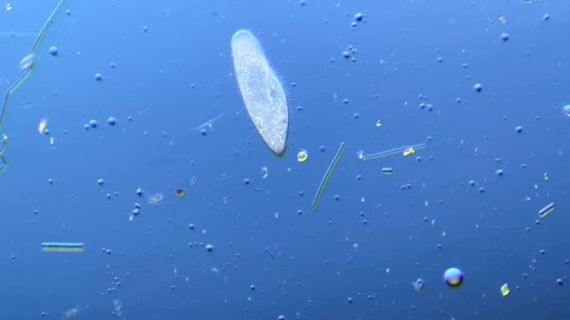 Paramecium and other microorganisms under the microscope at 100x Magnification