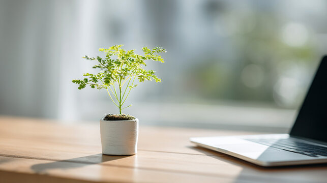 デスクに置かれた小さな観葉植物とノートパソコン
