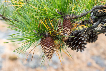 pine cones looking dipped in chocolate © SurfyArt