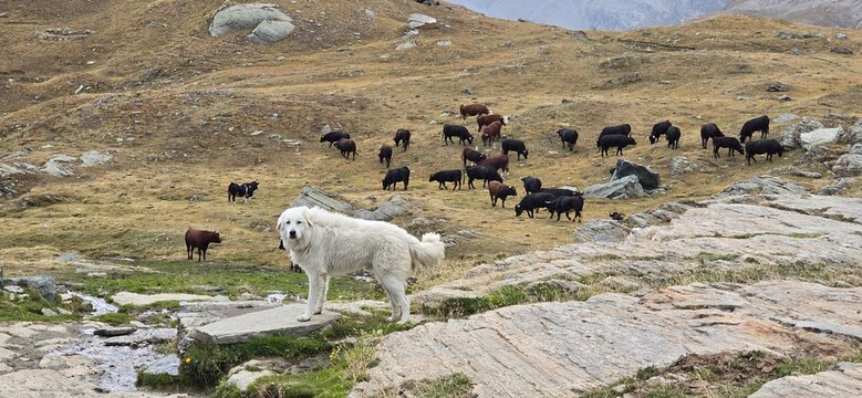 Mandria di mucche ed il cane che la protegge 