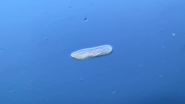 Paramecium and other microorganisms under the microscope at 100x Magnification