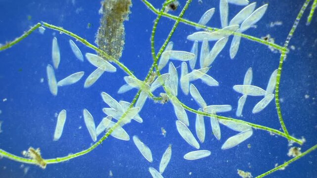 Numerous microorganisms under the microscope