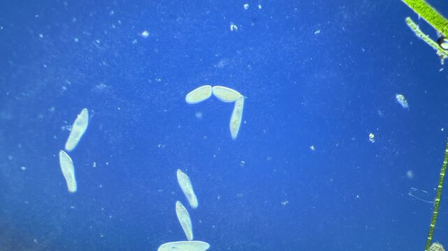 Cell division under the microscope