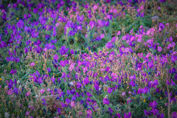 Obraz premium CLOSE UP, DOF: Dense purple and pink wildflowers spread across a spring meadow in western part of Sicily. Colorful natural texture of lush blooming flowers in the pristine Mediterranean countryside.