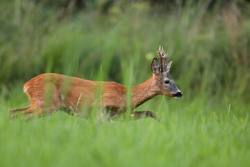 Sarna europejska (Capreolus capreolus) roe deer © Bartosz Rakoczy