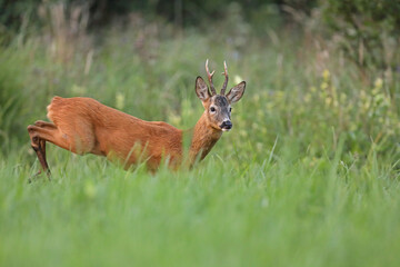 Sarna europejska (Capreolus capreolus) roe deer © Bartosz Rakoczy