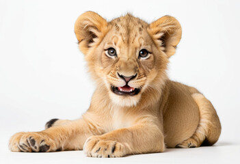 Cheerful African Lion cub, lying on the ground, white background