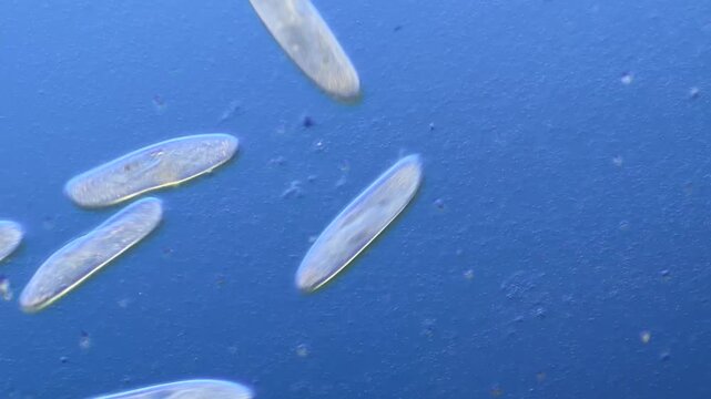 Numerous microorganisms under the microscope