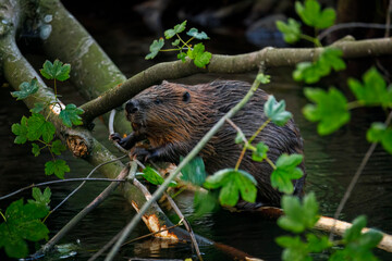 Hungry beaver. Wild European beaver, Castor fiber, sitting on felled tree in water and gnawing bark from branches. Brown furry animal with long flat tail. Largest European rodent in nature habitat. © Vaclav