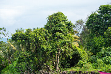 Fototapeta premium natural growth of green forests