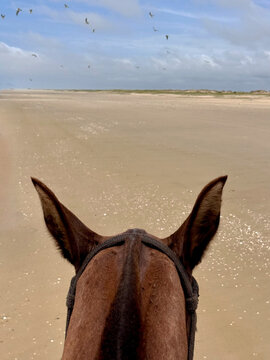 Horse's head, seen from behind, observing the landscape on the beach, sand and blue sky.
