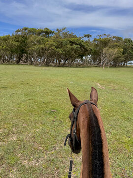A brown horse's head, seen from behind, observing the landscape in a field with trees, deserted, in summer.