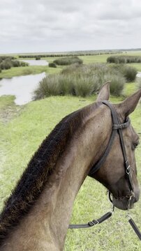 The head of a brown horse, alone, observes the landscape in the field.
