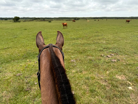 A brown horse's head, seen from behind, ears forward, observing the landscape and the cattle in the field, alone, in summer.