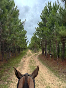 brown horse's head, seen from behind, ears forward, on a path between the trees, choose the best path.