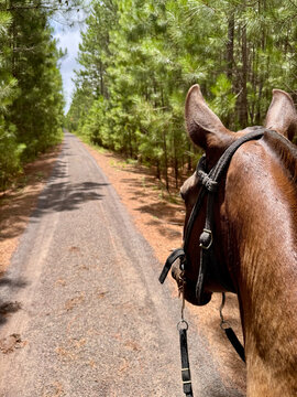 the horse and the path to follow