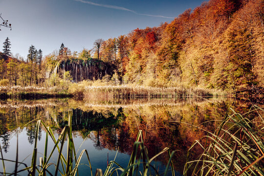 View of autumn's fiery hues reflecting in the calm waters, reeds sway gently in the foreground, and waterfalls cascade down mossy cliffs, Plitvicka Jezera, Lika-Senj County, Croatia.