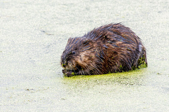 muskrat in a pond