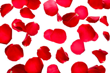 Many flying red rose petals on white background