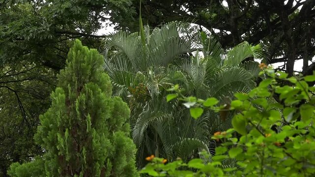 Parque con arbustos