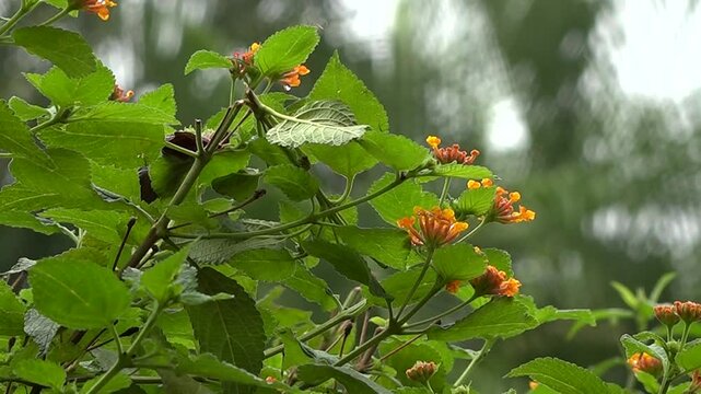 Flores en plantas verdes