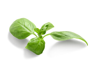 Fototapeta premium Fresh basil leaves on white background