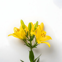 Obraz premium Vibrant Yellow Lilies Bouquet with Green Leaves Elegantly Arranged on a White Background.
