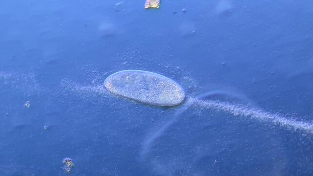 Paramecium and other microorganisms under the microscope at 100x Magnification
