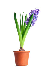 Beautiful purple hyacinth flower in pot on white background