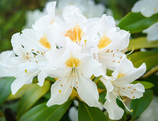 Inflorescence with white flowers of Rhododendron