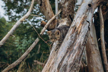 Fototapeta premium Tabby cat kitten climbing tree trunk in nature