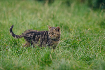Tabby cat walking through green field grass