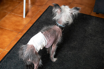 Chinese Crested Dog with Bandage Recovering from Injury