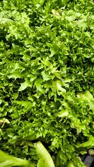 Salad vegetables are a healthy food.