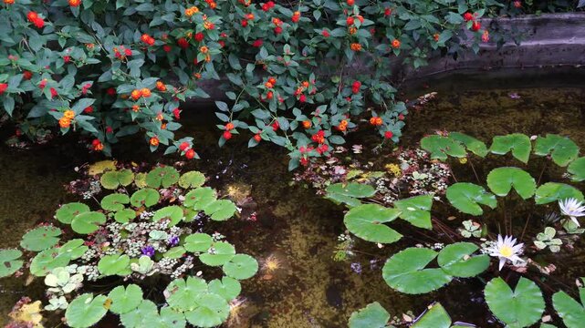 Flores sobre arroyo