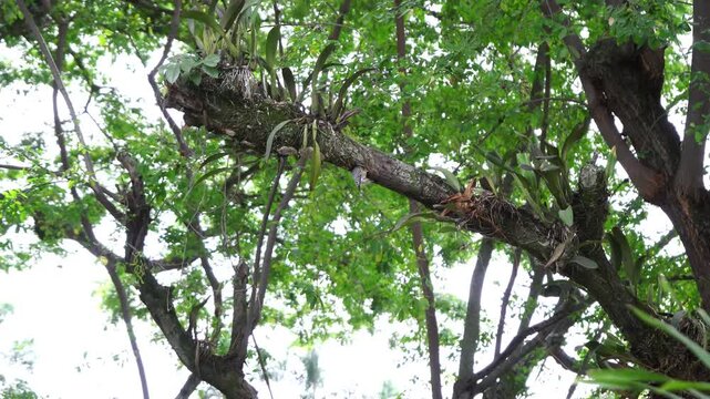 P&aacute;jaro Carpintero