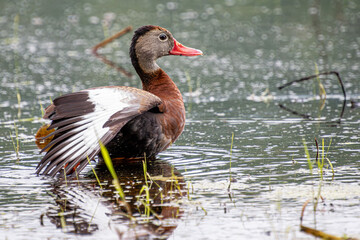 black belly whistling duck feeding