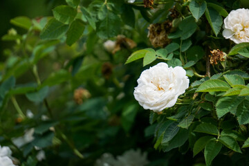 Obraz premium Close up roses, red rose flowers, soft summer light