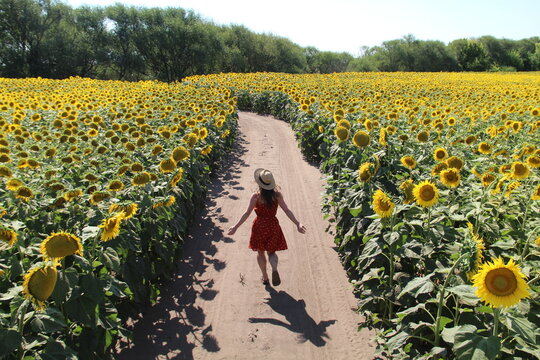 Mulher em planta&ccedil;&atilde;o de girass&oacute;is ao longo da ruta 3, na Argentina, na provincia de Buenos Aires 