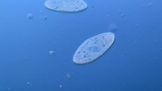 Numerous microorganisms under the microscope