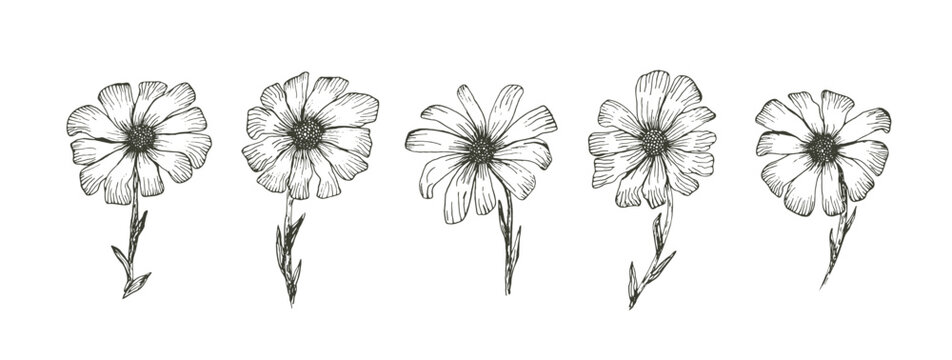 Daisy sketch of black outline ink pen chamomile flowers set. Floral hand drawn engraved gerbera isolated on white background for vintage botanical pattern design, greeting card decoration