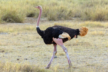 Masai Ostrich in Vibrant Pink Breeding Plumage Strutting in Amboseli National Park in Kenya Africa KEN © htrnr