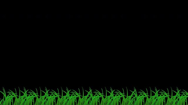 Grass Swaying and Moving in the Wind Overlay on Transparent Background 4K