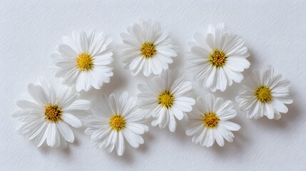 Obraz premium Close-up of beautiful white daisy flowers with yellow centers arranged on a white surface.