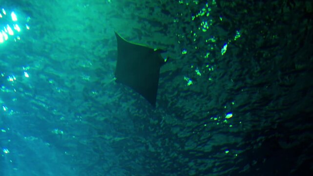 Beautiful rays swim serenely beneath the shimmering surface at the Lisbon aquarium. Witness their elegance and marvel at the underwater world during this enchanting moment.
