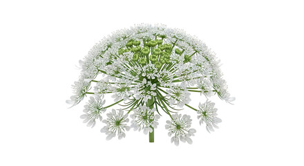 Queen Anne's Lace flower head with green buds