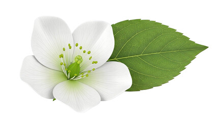 White flower with green pistils and a green leaf on white background
