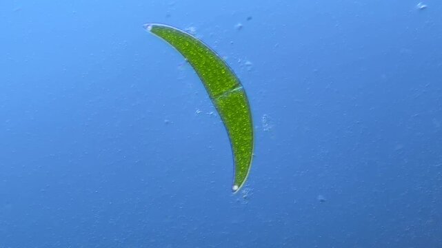 Paramecium and green algae under the microscope at 100x Magnification