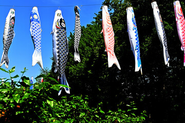 吊るされた無風のこいのぼり